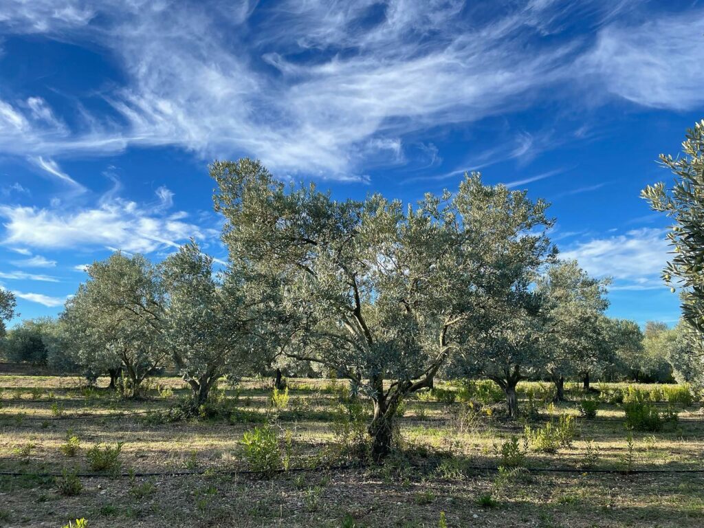 Les oliviers de la Galinenque sous un beau ciel bleue décoré de nuages cirrus.